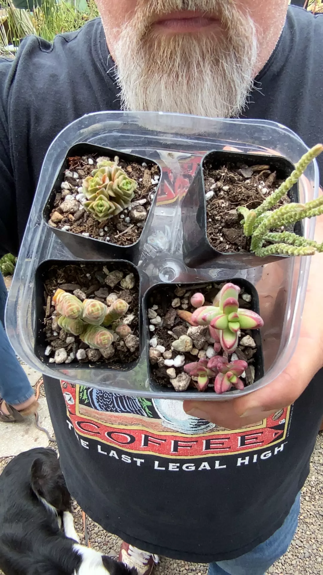 collector crassula thumbnail