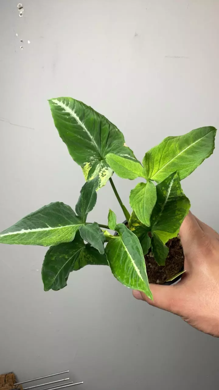 3723 Syngonium scrambled eggs thumbnail