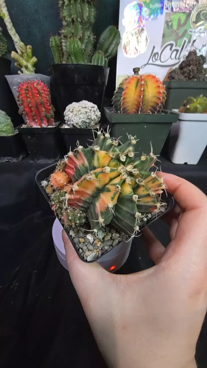 gymno mama thumbnail