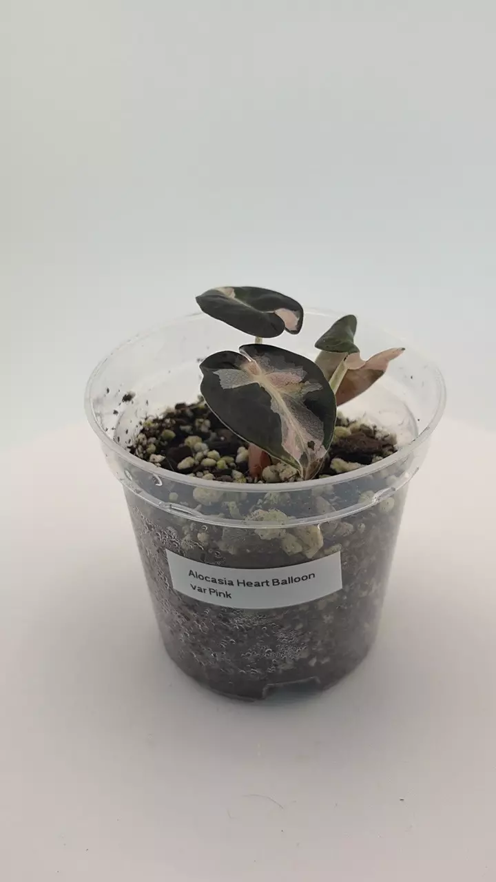 #0090 Alocasia Pink Balloon Heart thumbnail