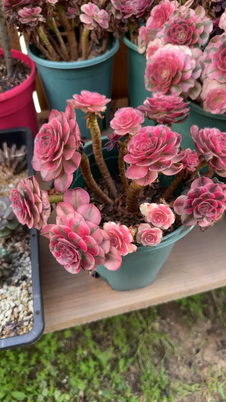 Var Lychee Aeonium thumbnail