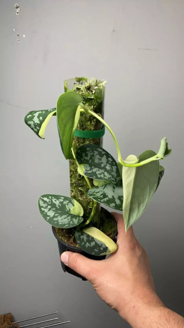 3027 xl maharlika thumbnail