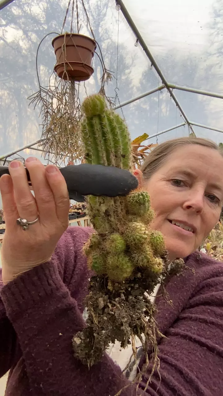 Echinopsis Gallon thumbnail