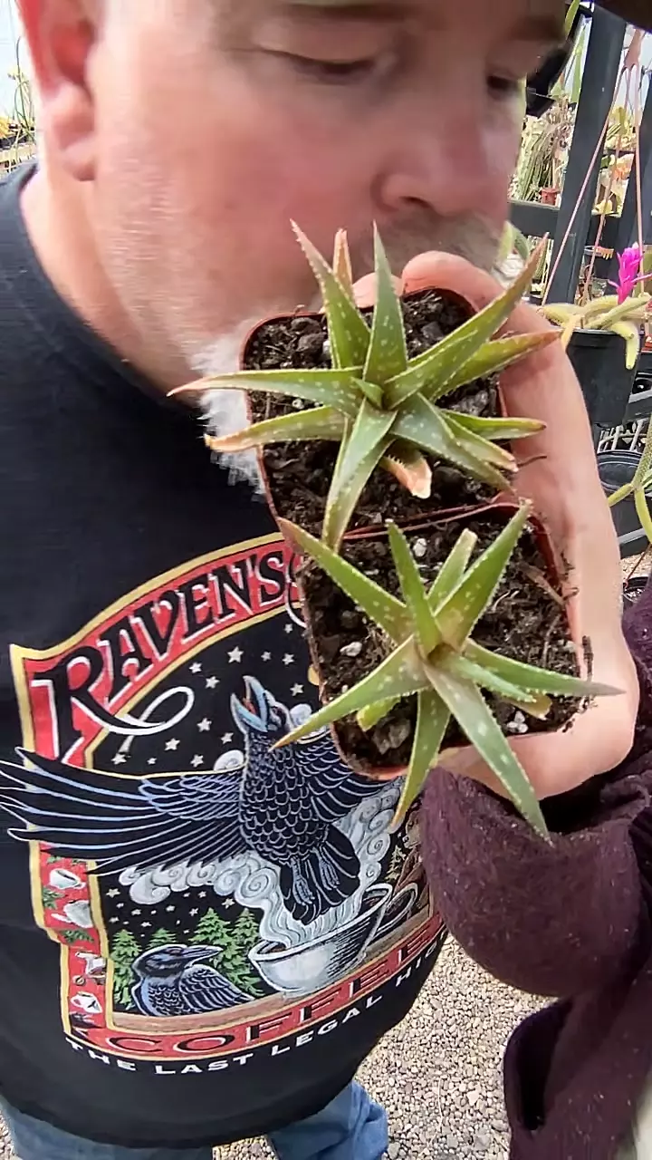 Firestorm Aloe 2” thumbnail