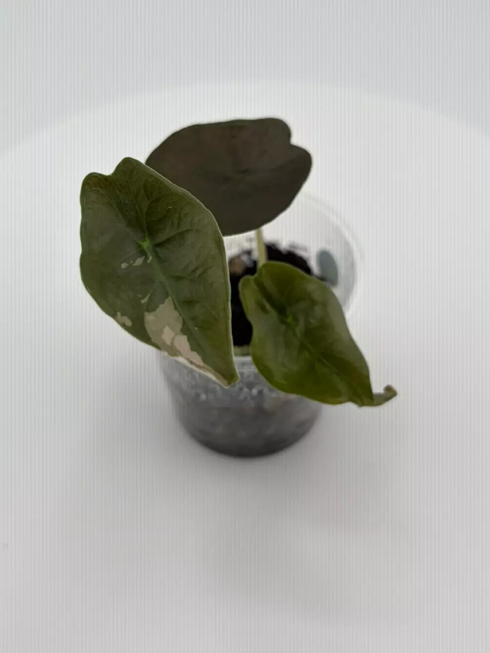 #0038 Alocasia Pink Chant thumbnail