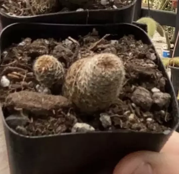 Rebutia Heliosa 2” thumbnail