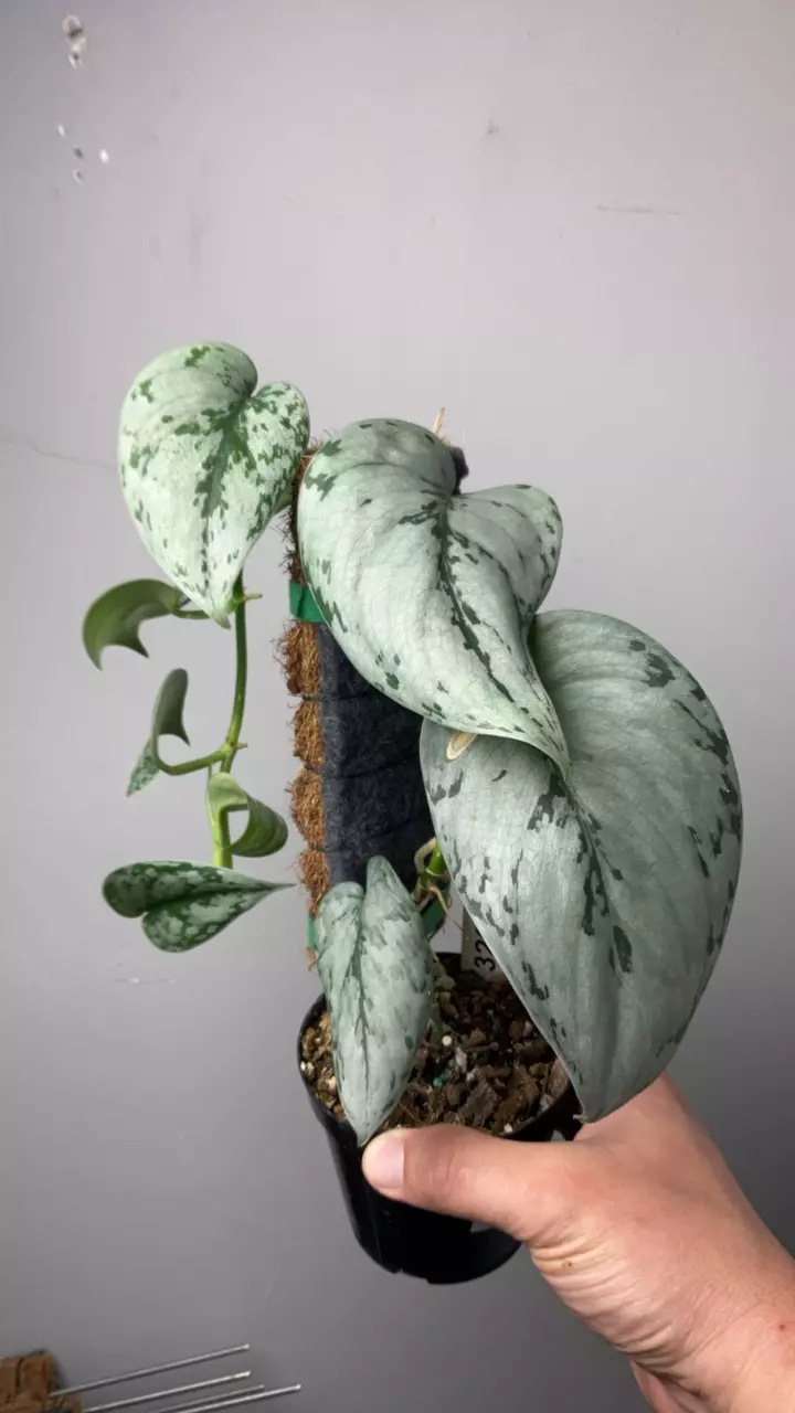 3263 Silver sierra thumbnail