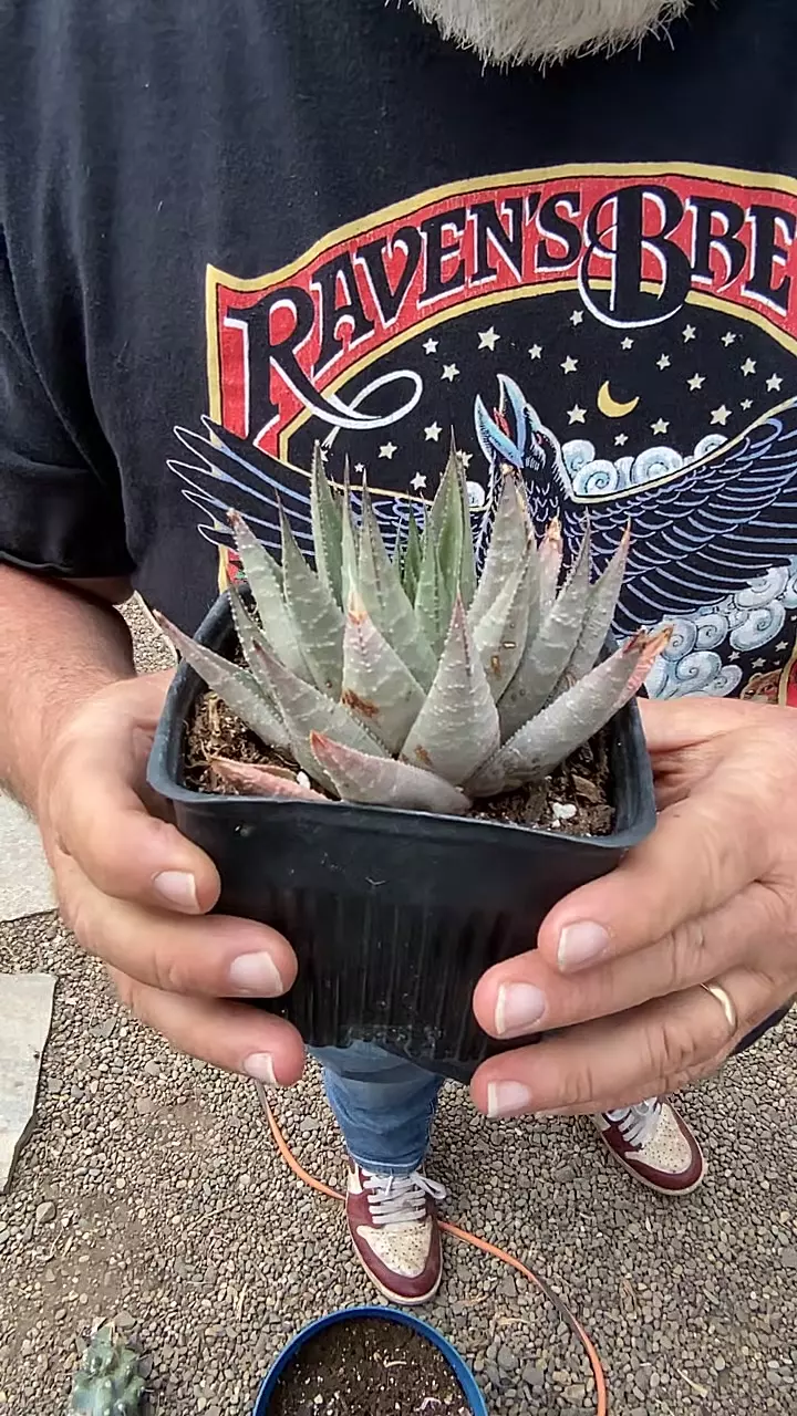 Haworthia Savannah 5” thumbnail