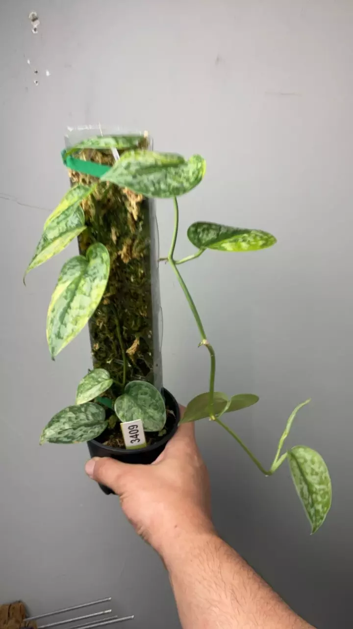 3409 Geulis xl thumbnail