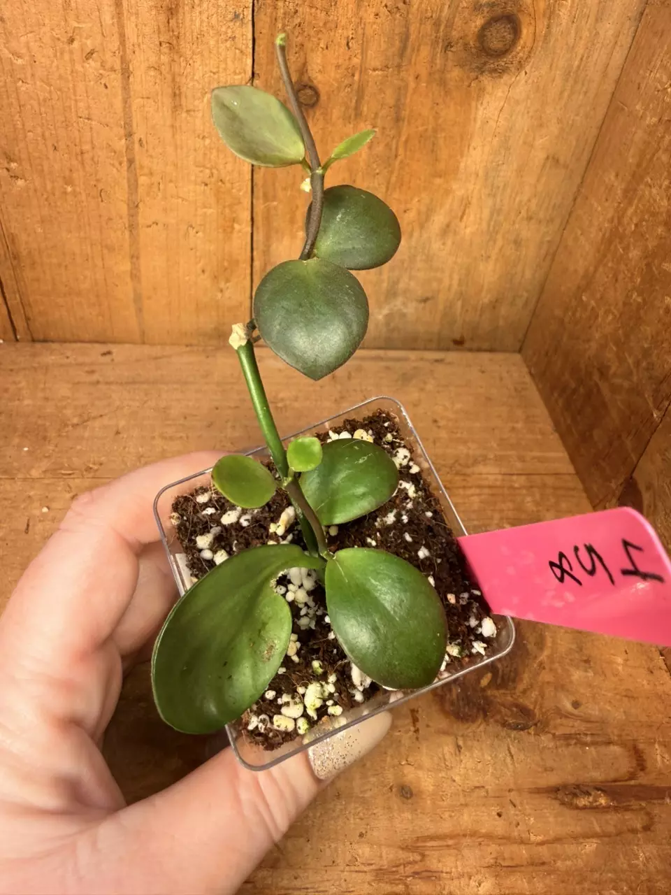 458 Hoya ‘Clamshell’ with wonky leaf thumbnail