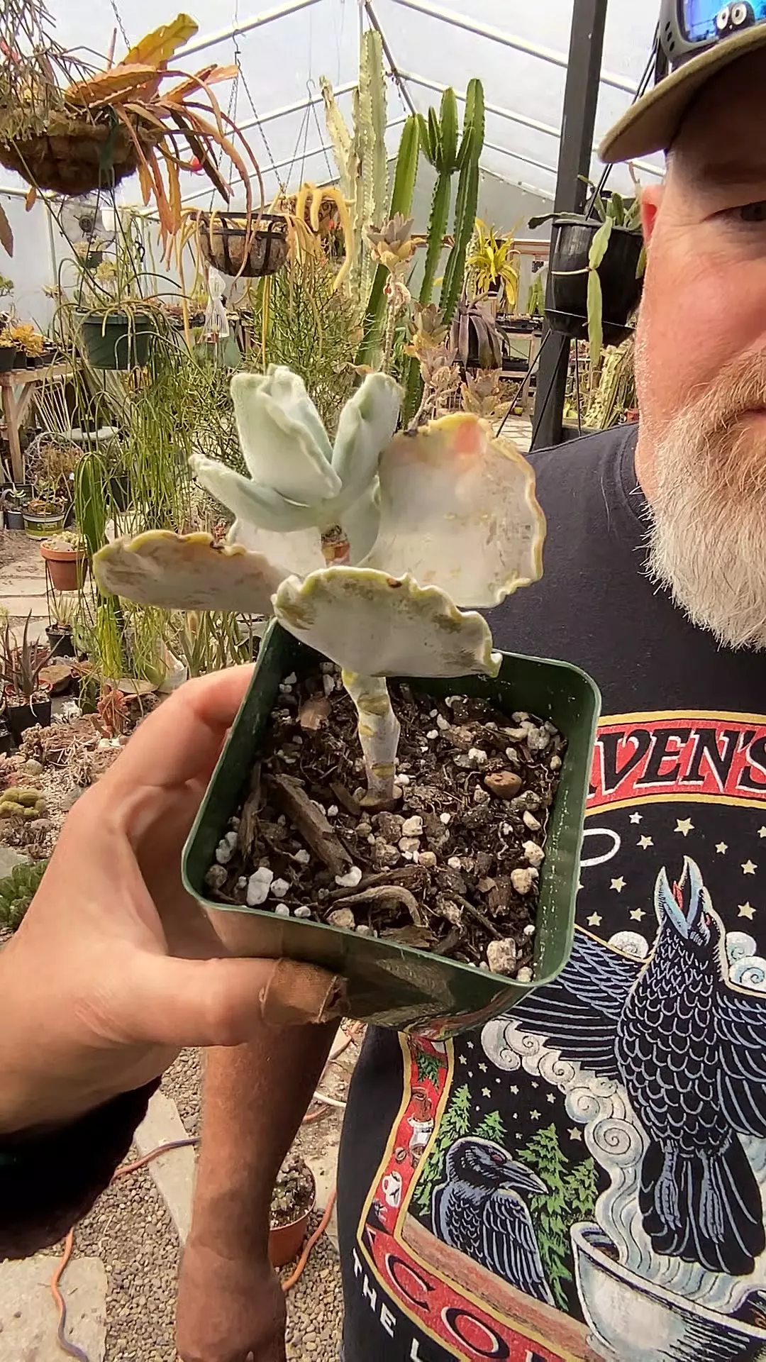 Cotyledon Silver Crown thumbnail