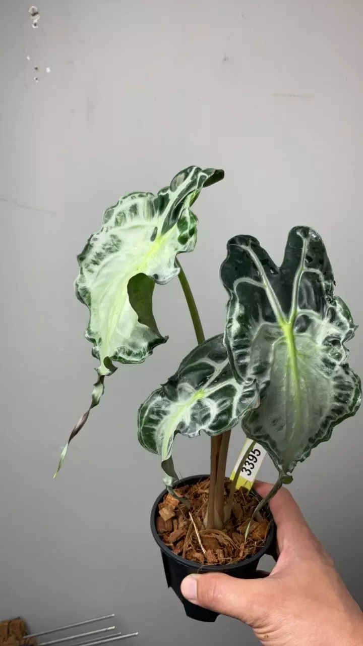 3395 Venom 4” thumbnail