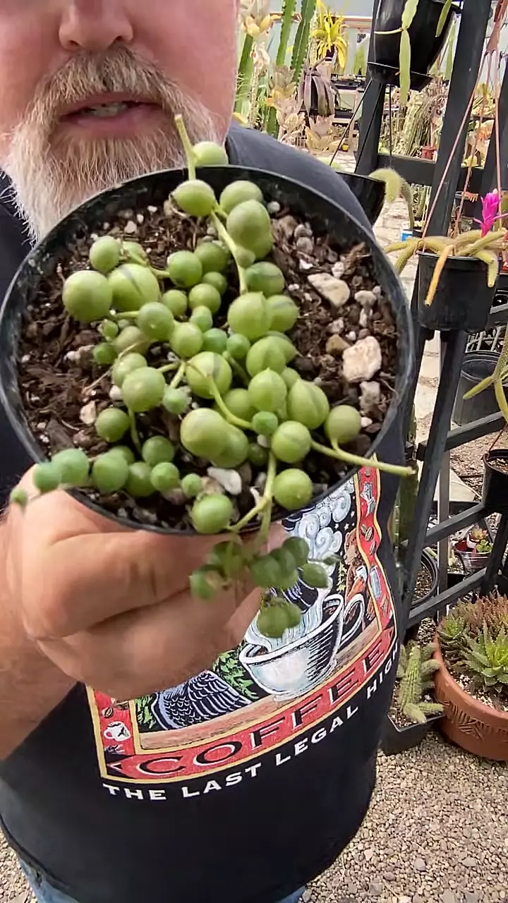 Pearls 3” thumbnail