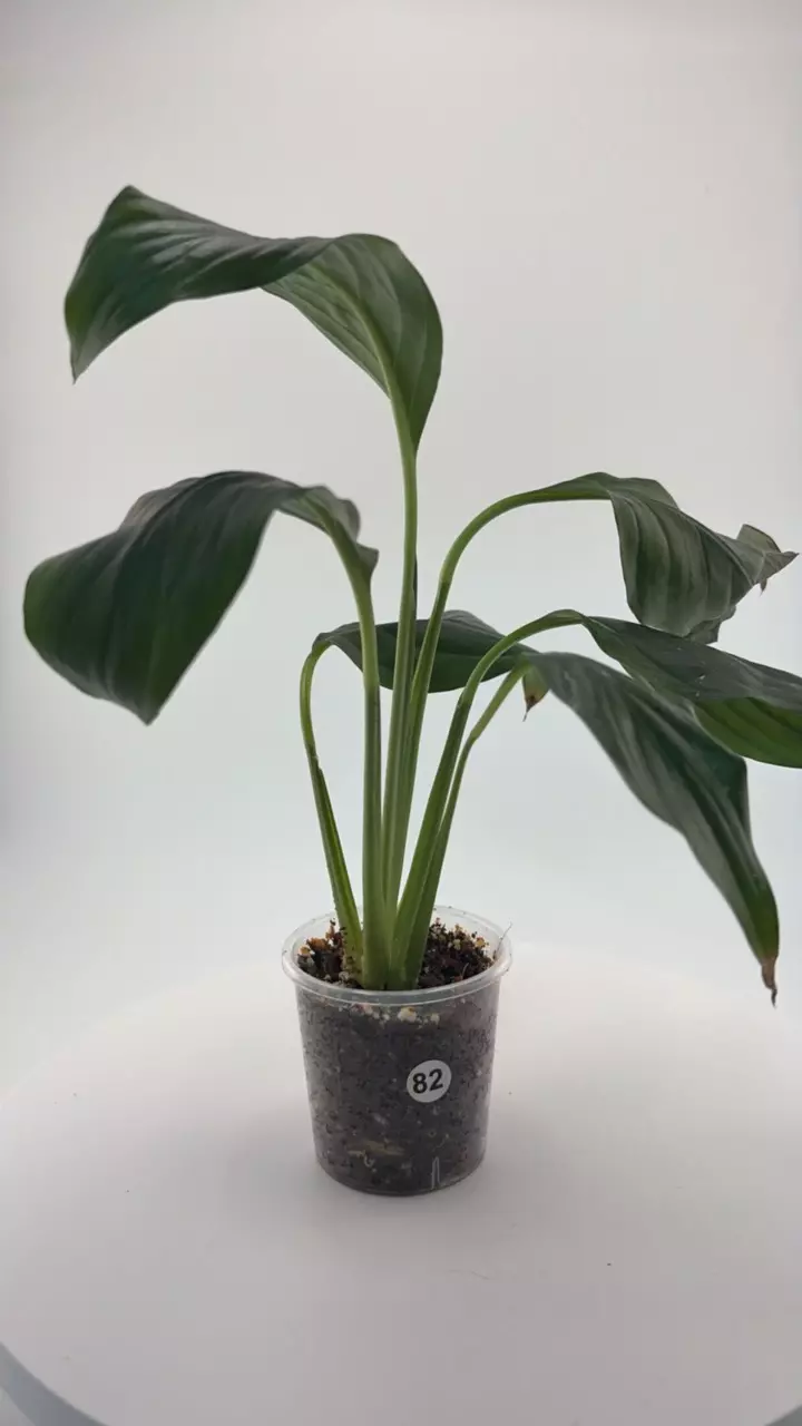#0082 Peace Lily thumbnail