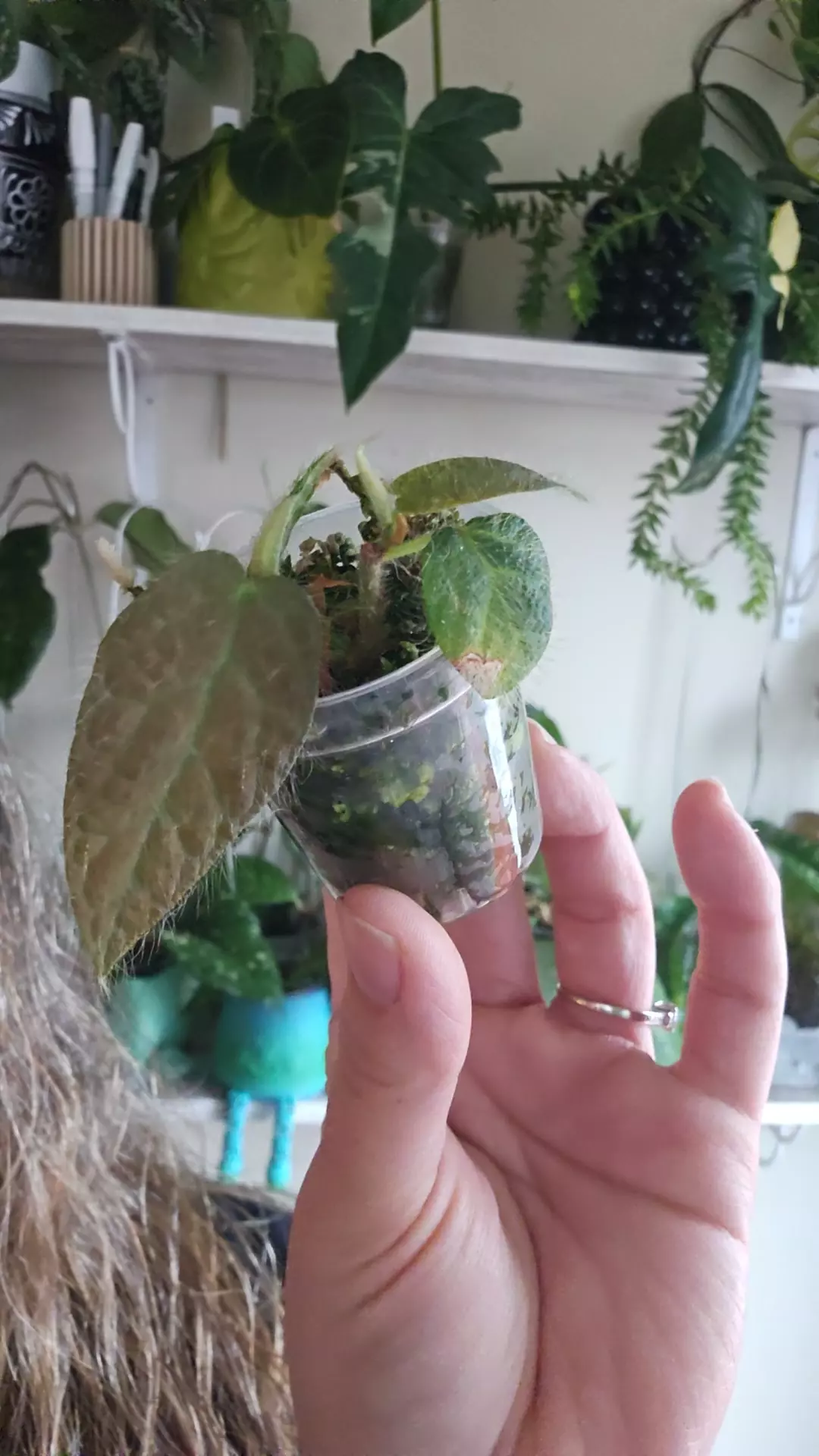 ficus villosa thumbnail