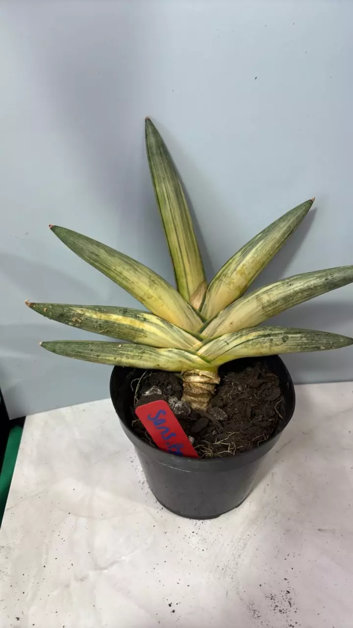 Sansevieria ‘starfish’ variegated thumbnail