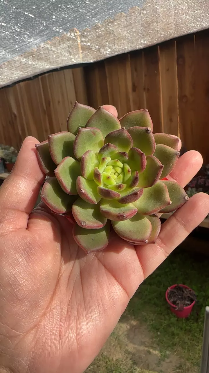 secret garden thumbnail