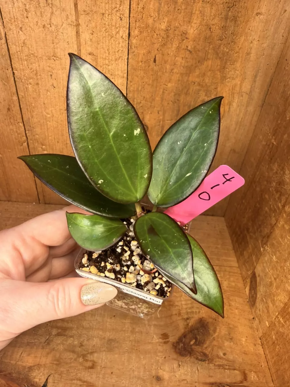 410 Hoya sp Chiang Rai thumbnail