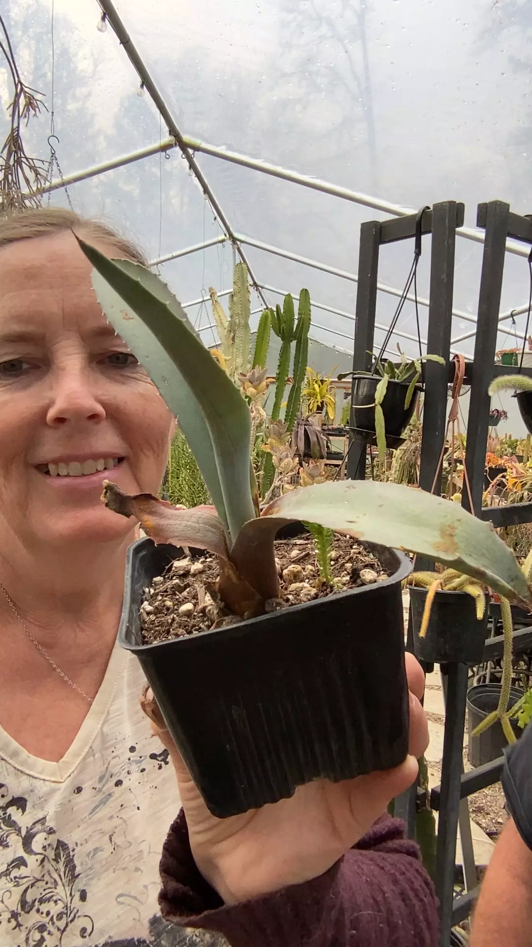 agave 5” thumbnail