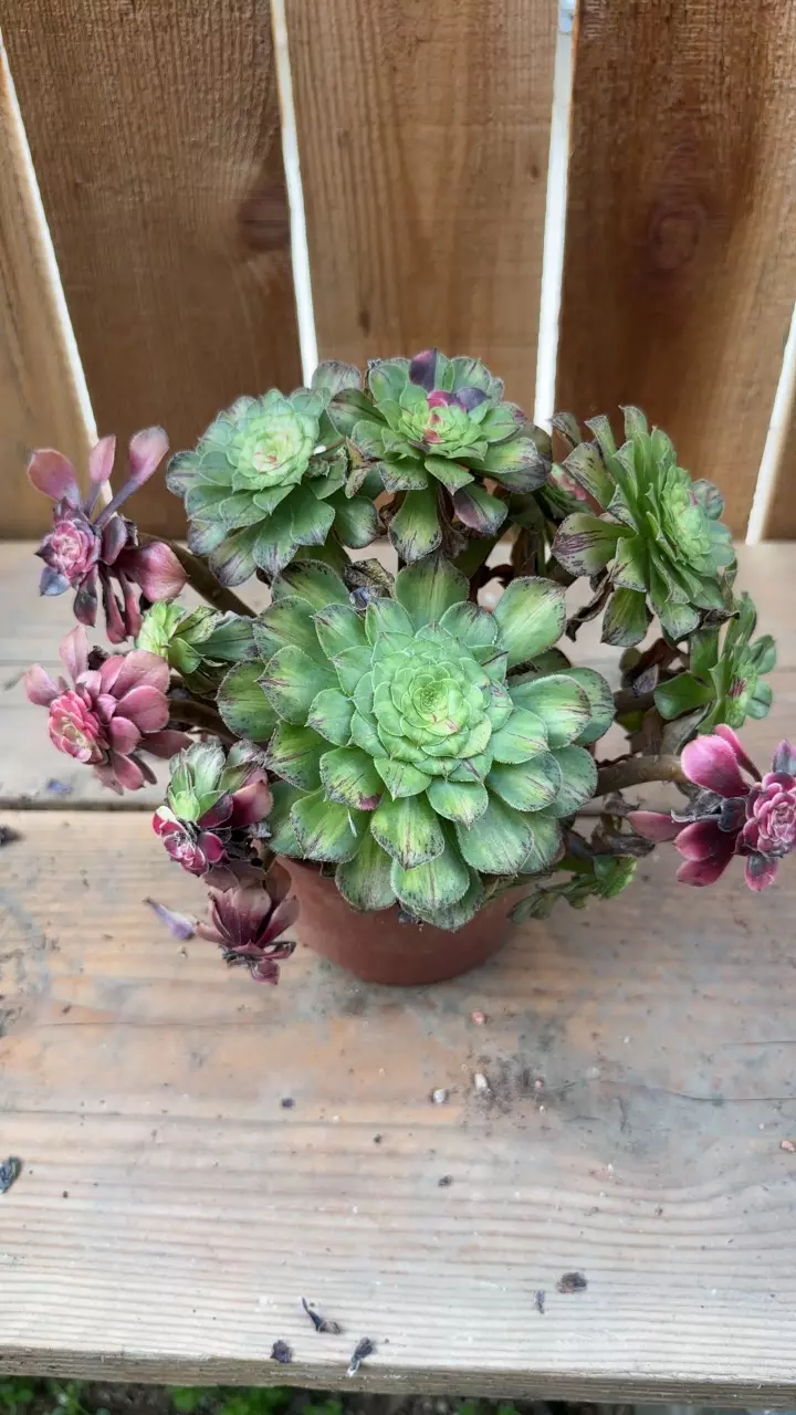 Var Ultra Light thumbnail