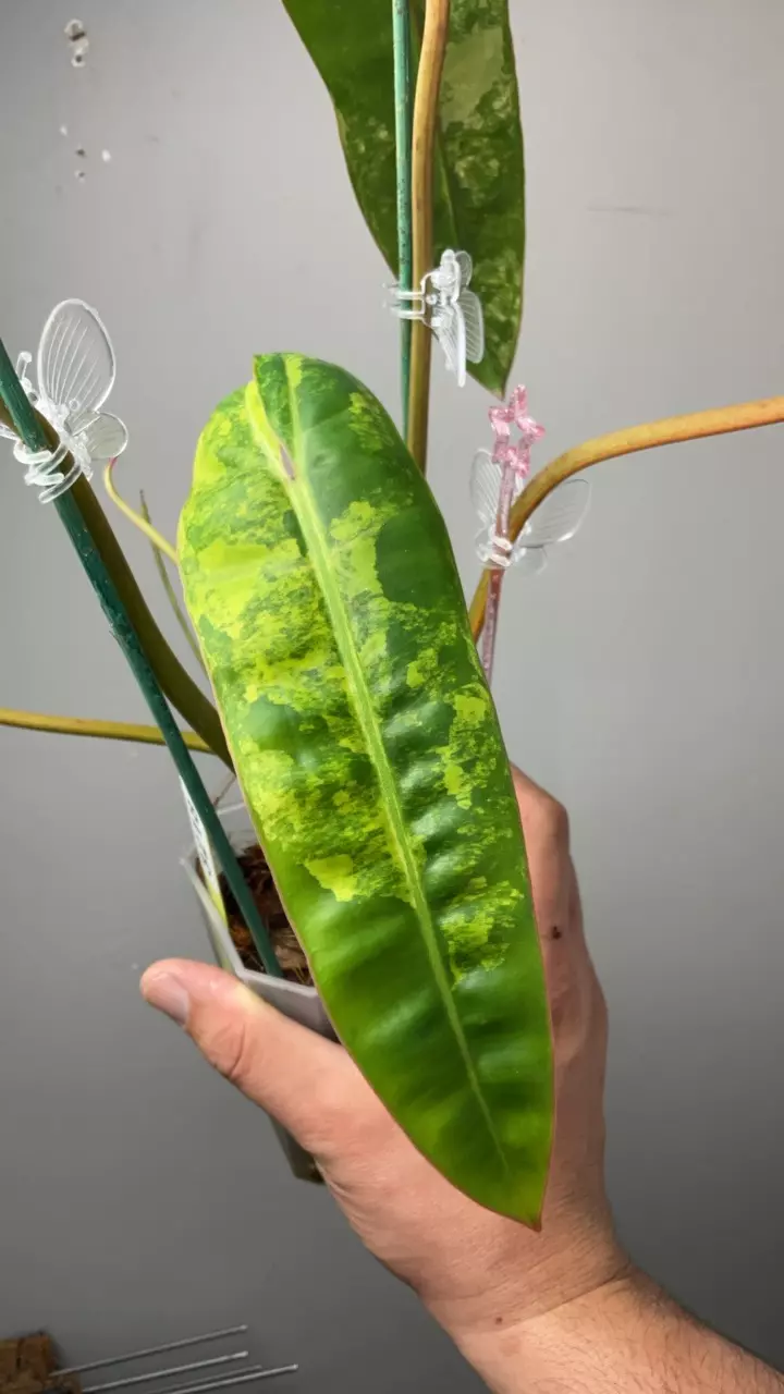 3218 Mature billi var not an import thumbnail