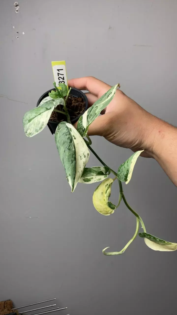 3271 Silver Cloud albo thumbnail