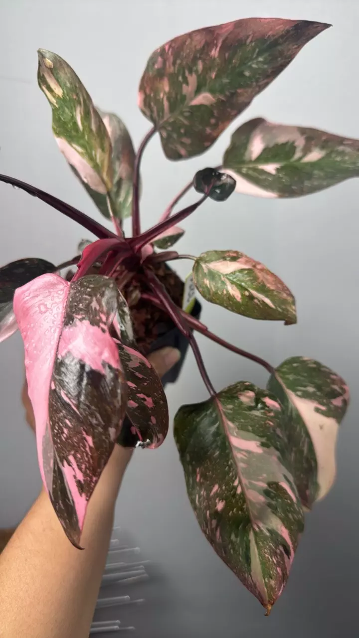 3251 Pink princess marble galaxy thumbnail