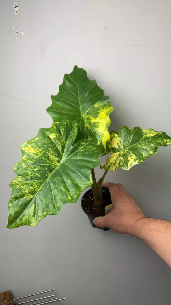 3677 Portodora aurea thumbnail