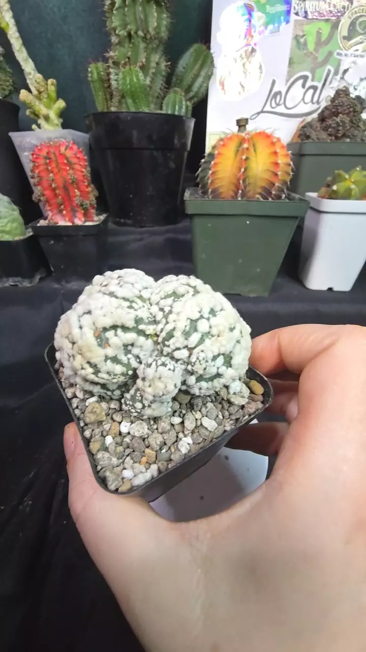 dichot hannazono with pups thumbnail
