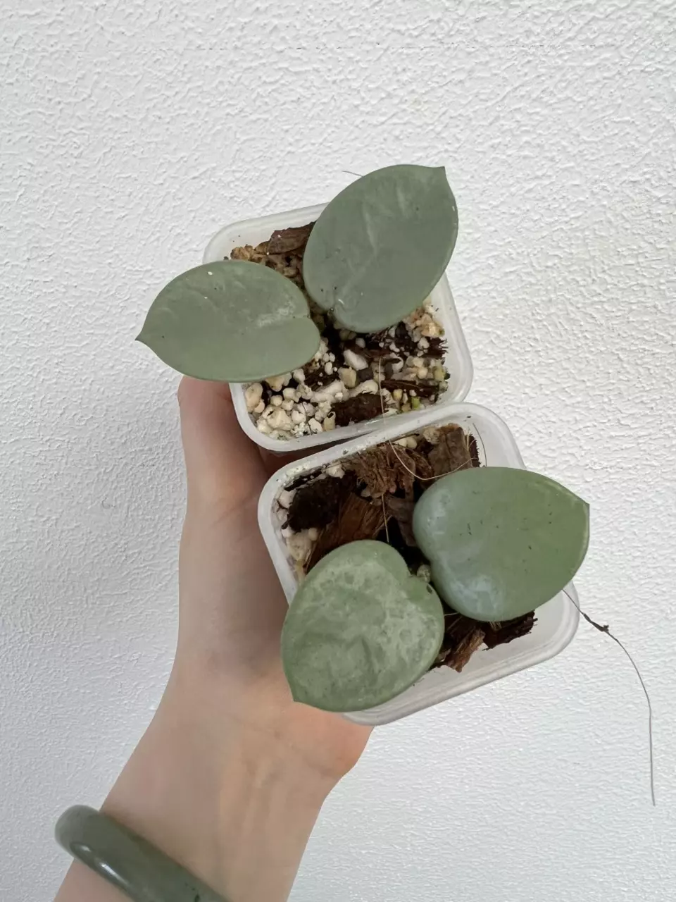 Grower’s Choice-Hoya Grey Fairy thumbnail