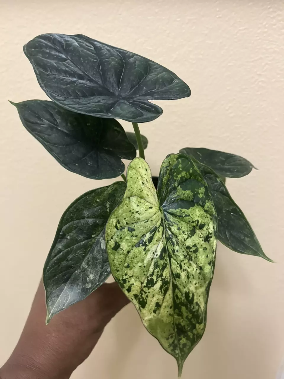 1839 Alocasia Dragon Scale Mint Variegated (Best available) thumbnail