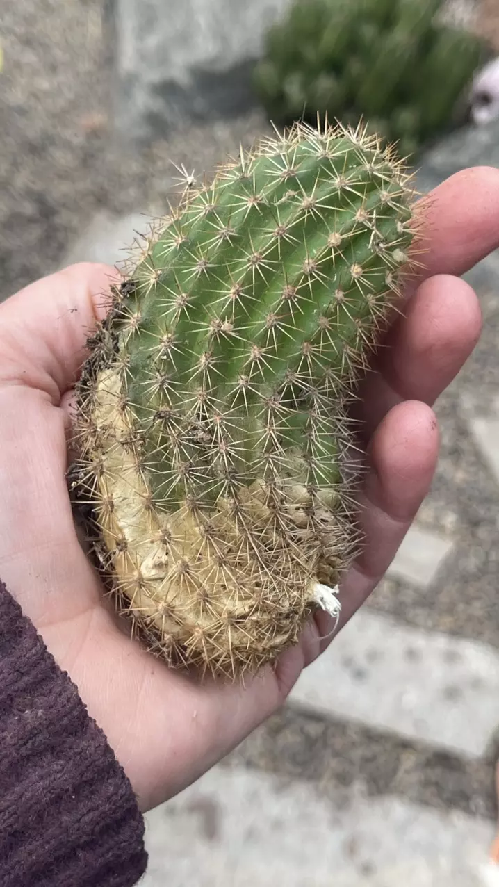 Echinopsis pup thumbnail