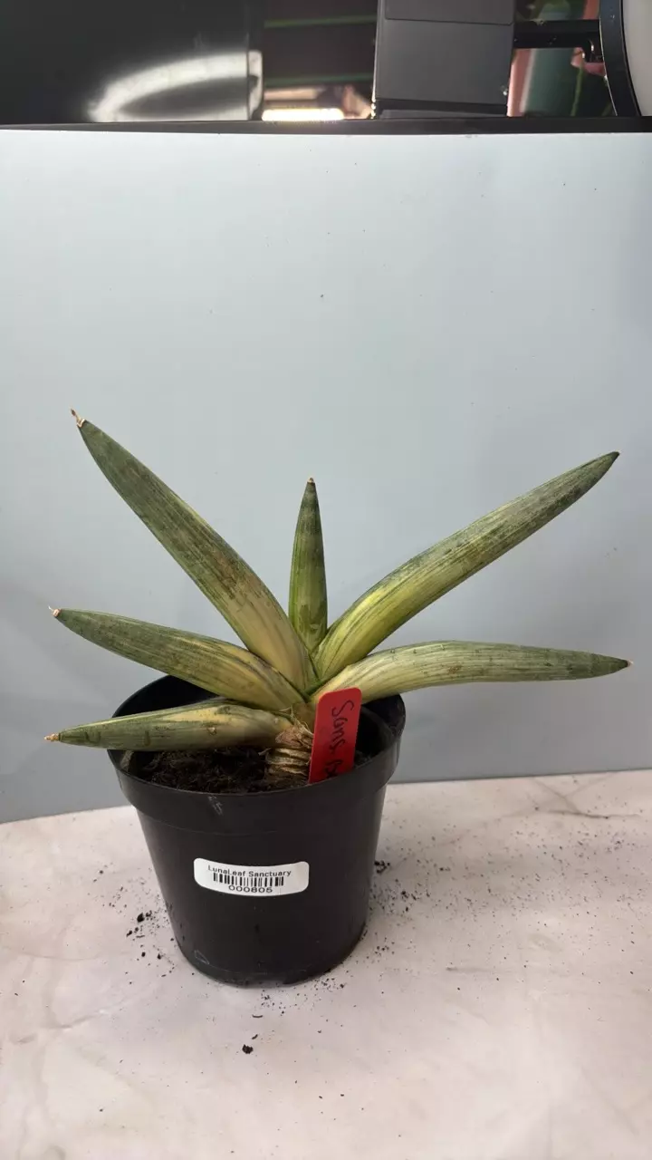 Sansevieria ‘starfish’ variegated thumbnail