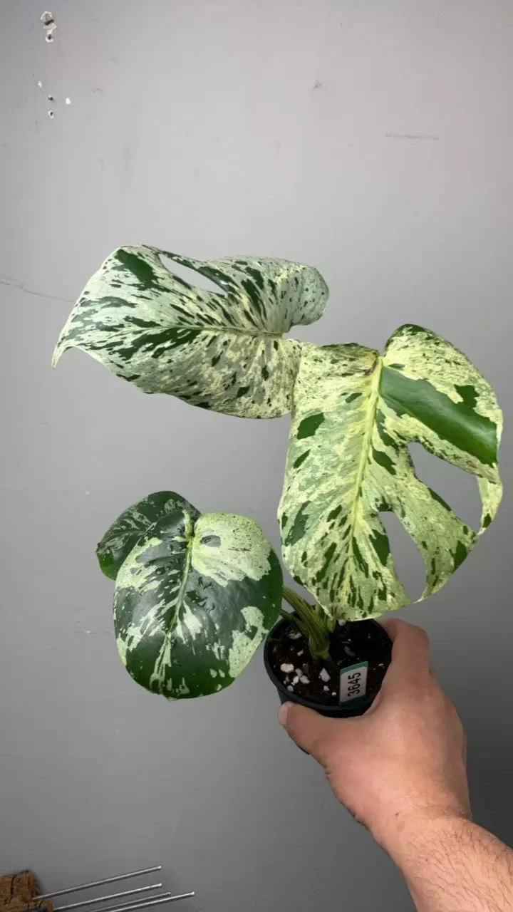 3645 Monstera Vietciosa thumbnail
