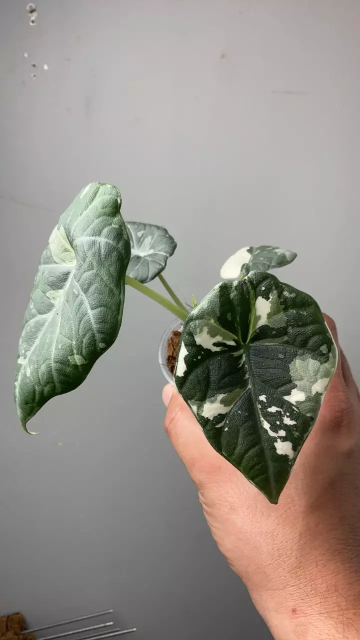 3633 Alocasia maharani albo thumbnail