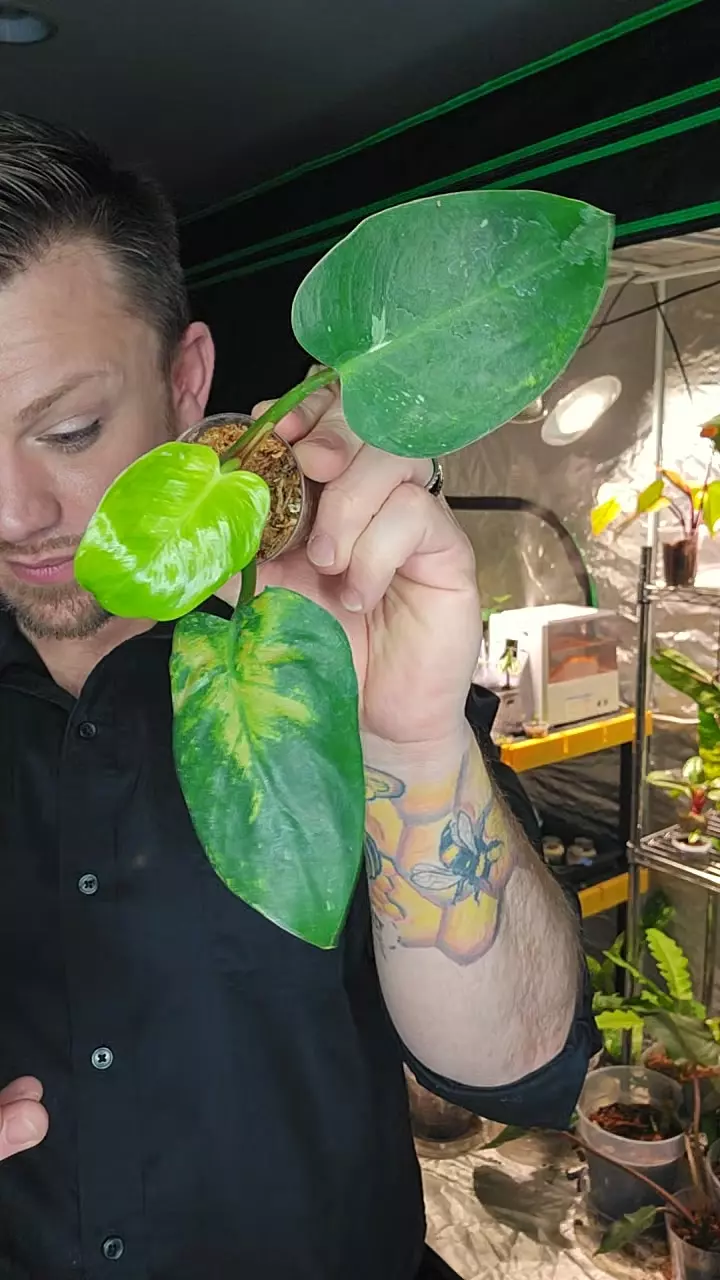 philo white princess top cut thumbnail