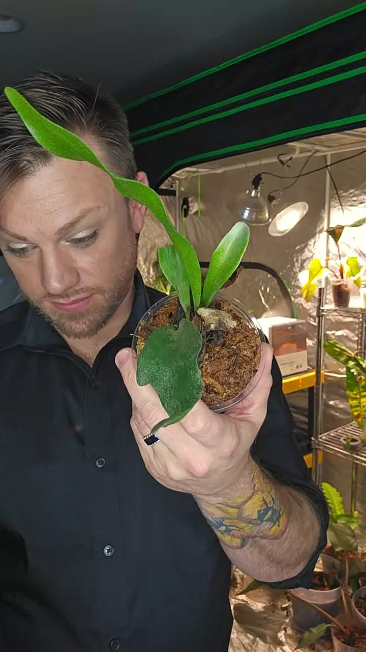 staghorn fern baby thumbnail