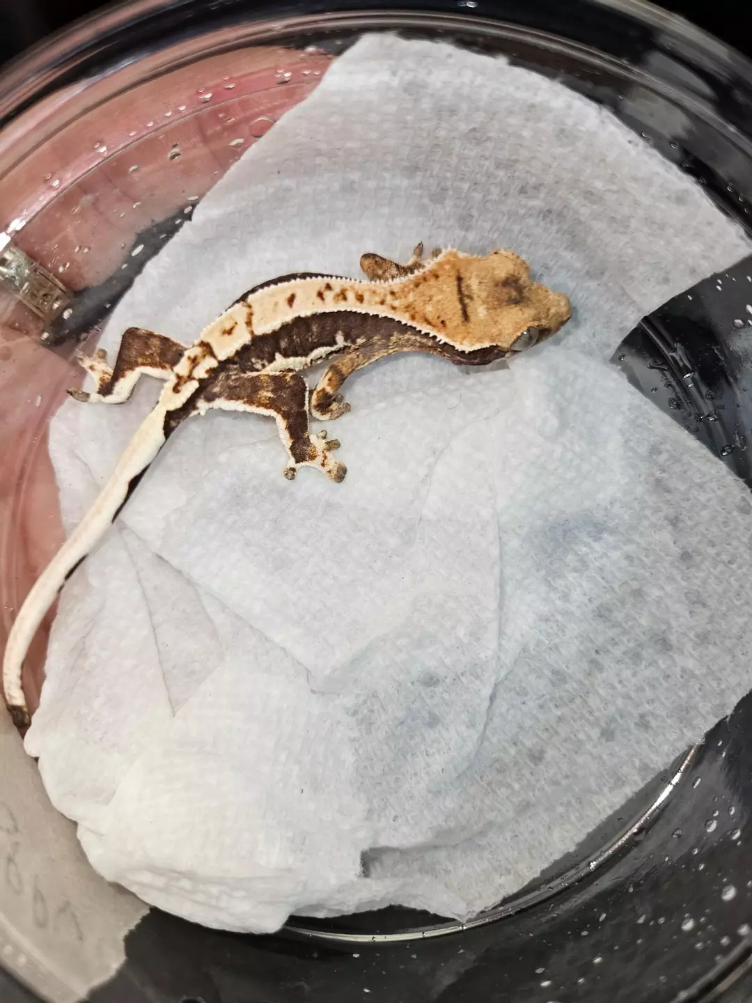 a8. 66% Het Ax Lilly White PPV 4g thumbnail