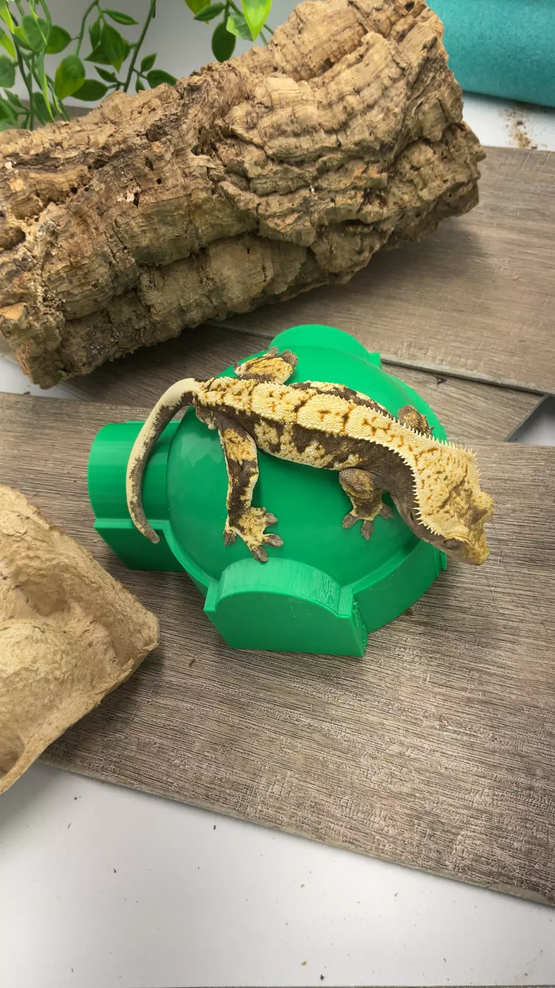 a20.  ARTB Male AJD. Prometheus X Kyber 30g thumbnail