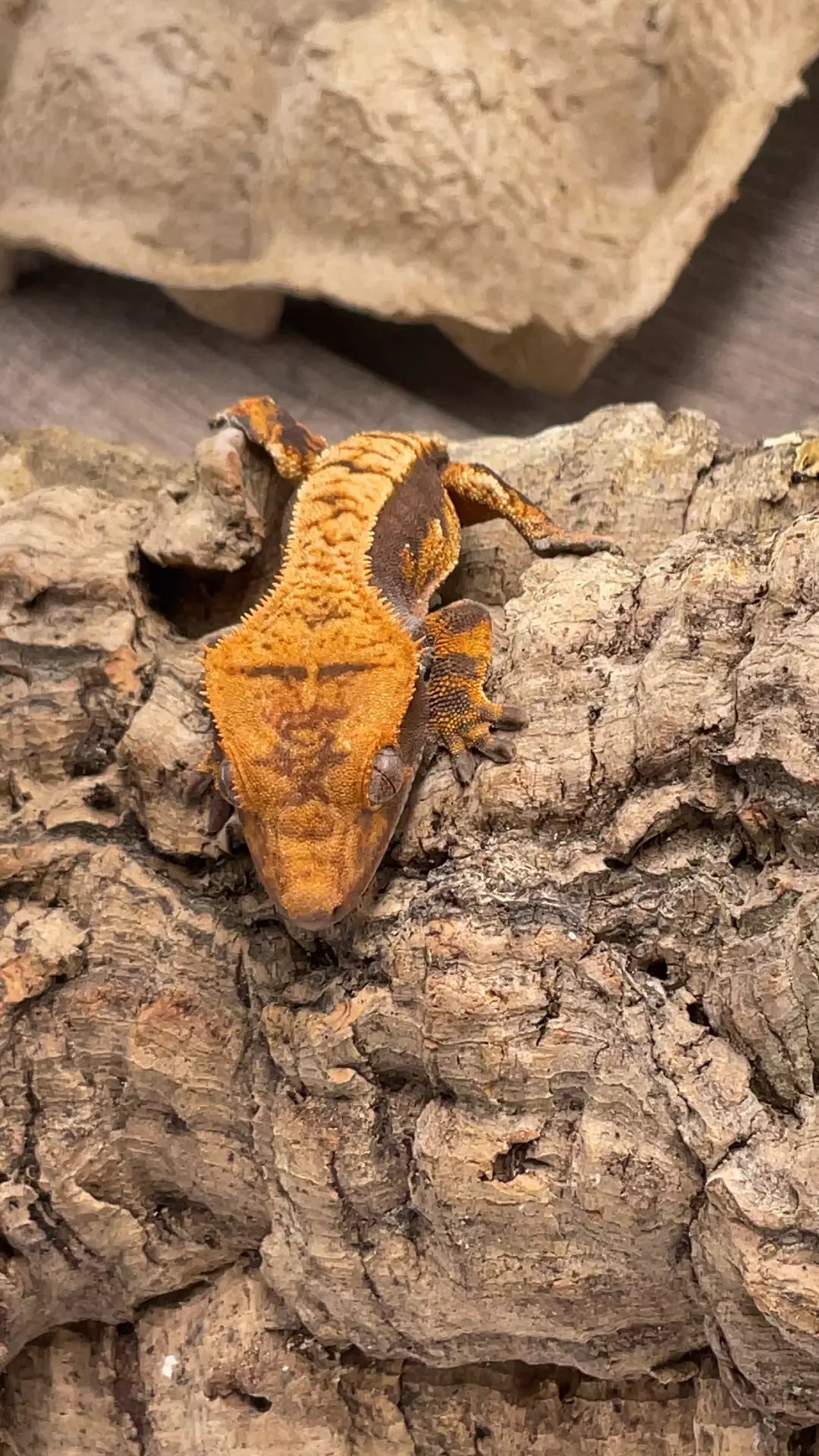 pet only funny feet thumbnail