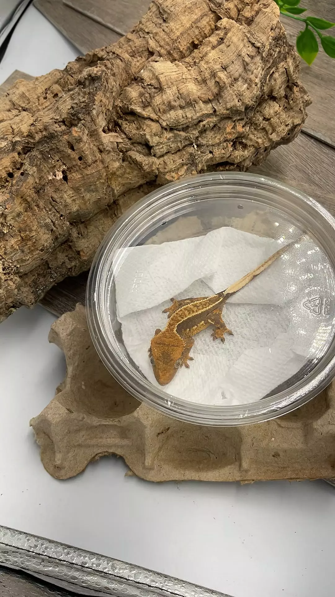 a11. PPV 7g Tara Leigh Lines. Tri Harlequin. PanOui X Dark Harlequin thumbnail