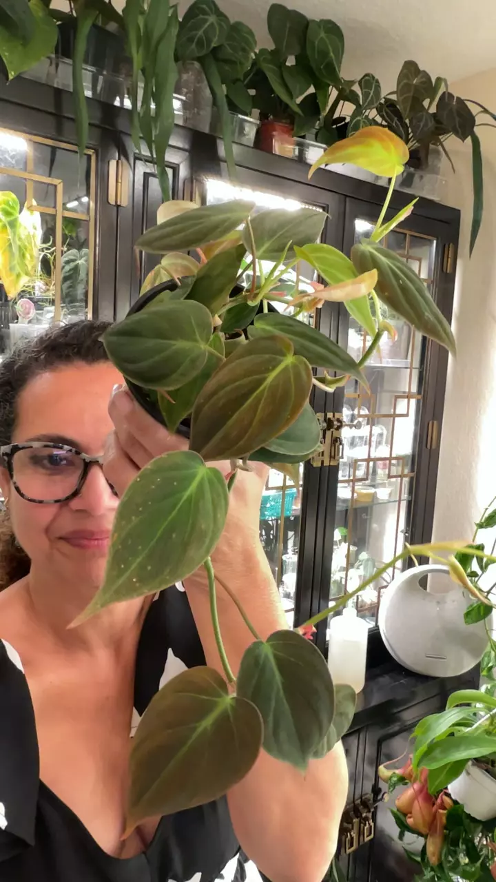 0424 PHILO MICANS thumbnail