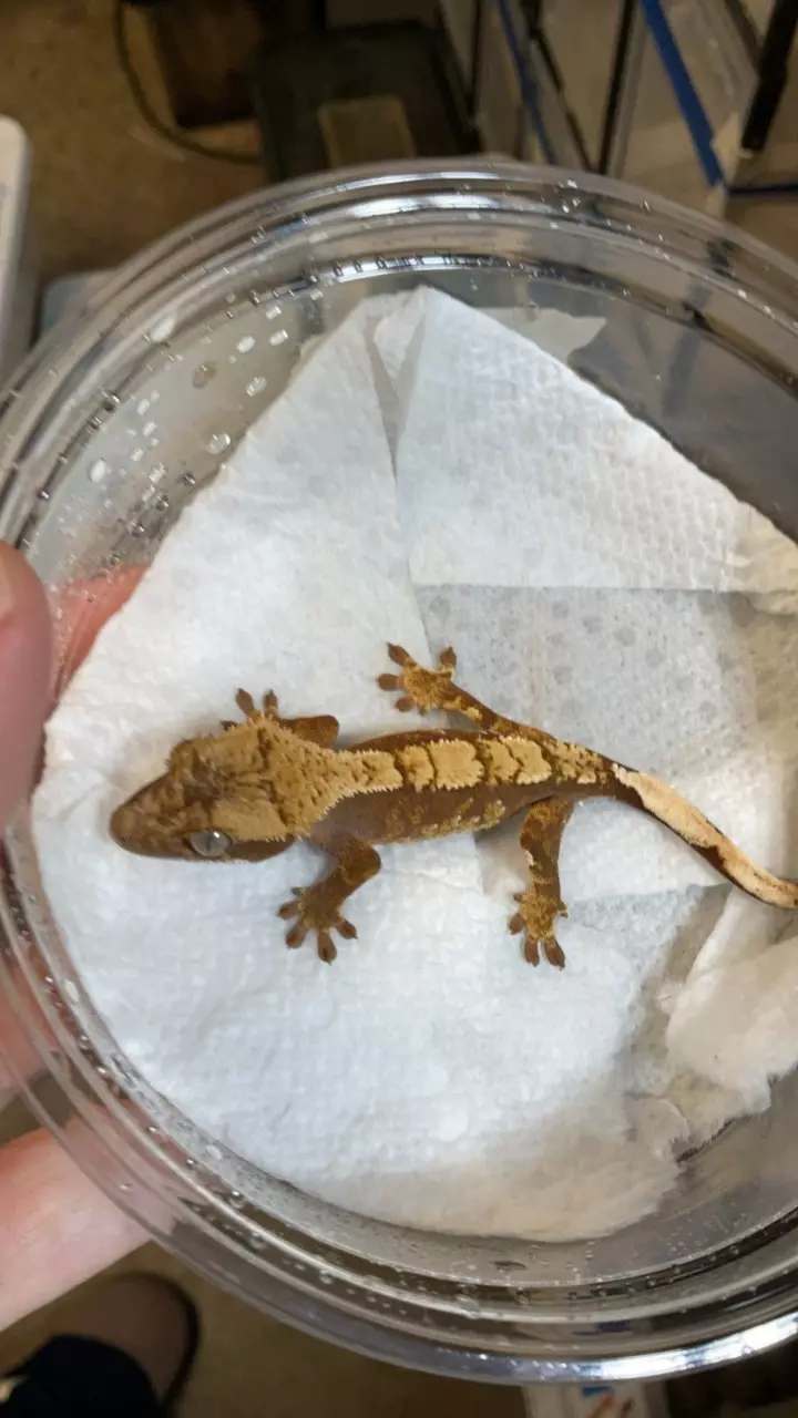 a4. Hypo X Lav PPV 10-25. 5g. Bright Red Harlequin. thumbnail