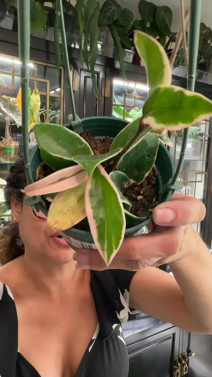 0432 KRIMSOM QUEEN thumbnail