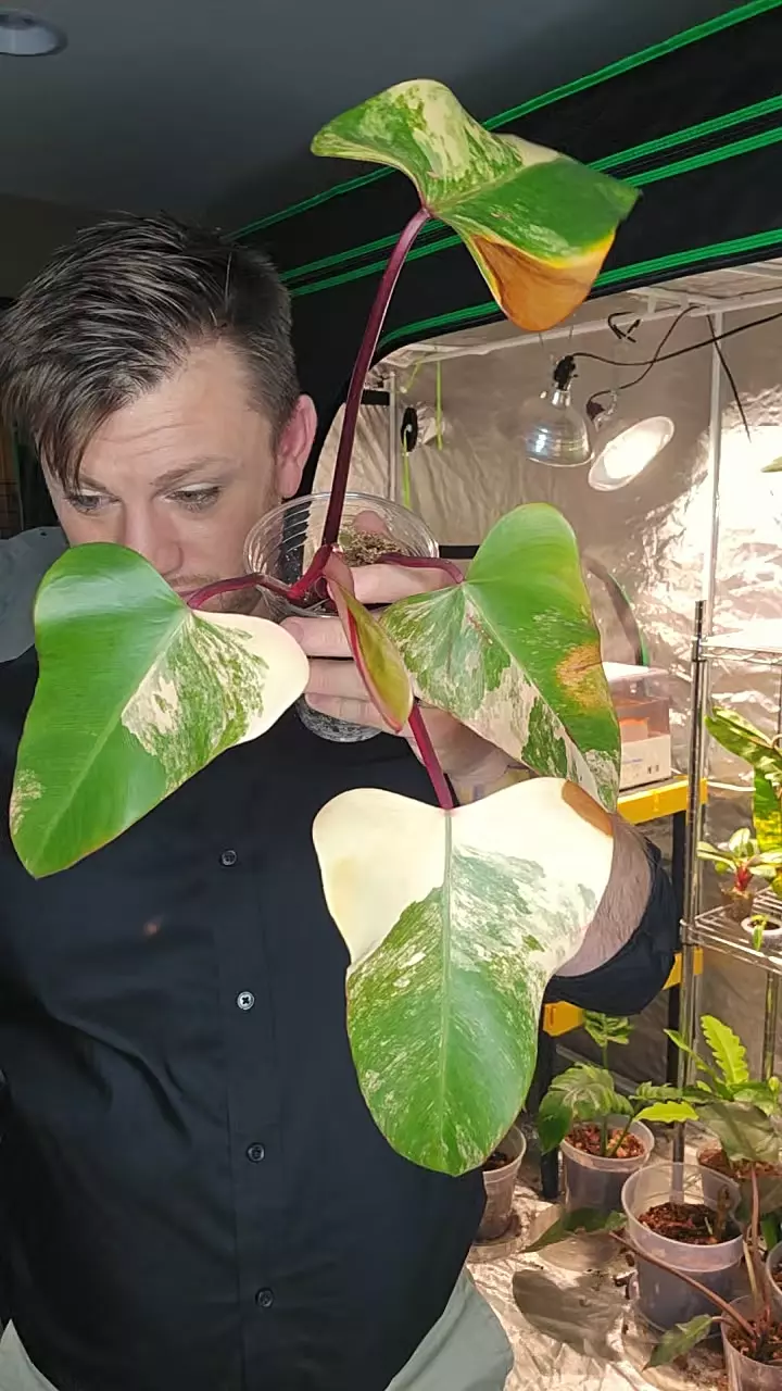 philo strawberry shake top cut thumbnail