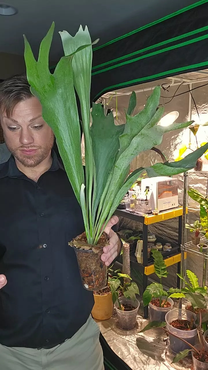 staghorn fern thumbnail