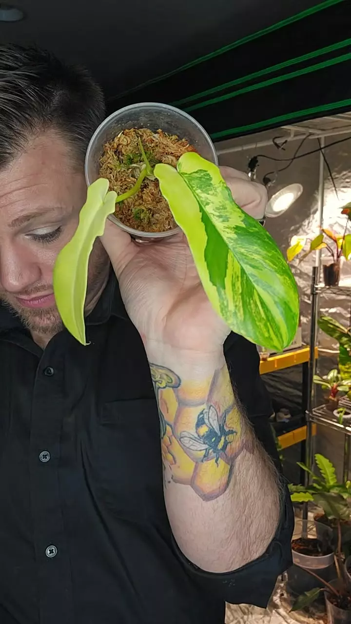 Florida beauty x tortem thumbnail