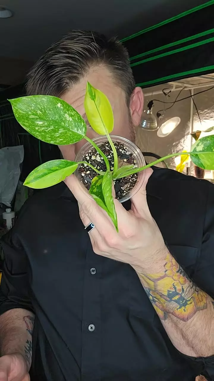 green Congo thumbnail