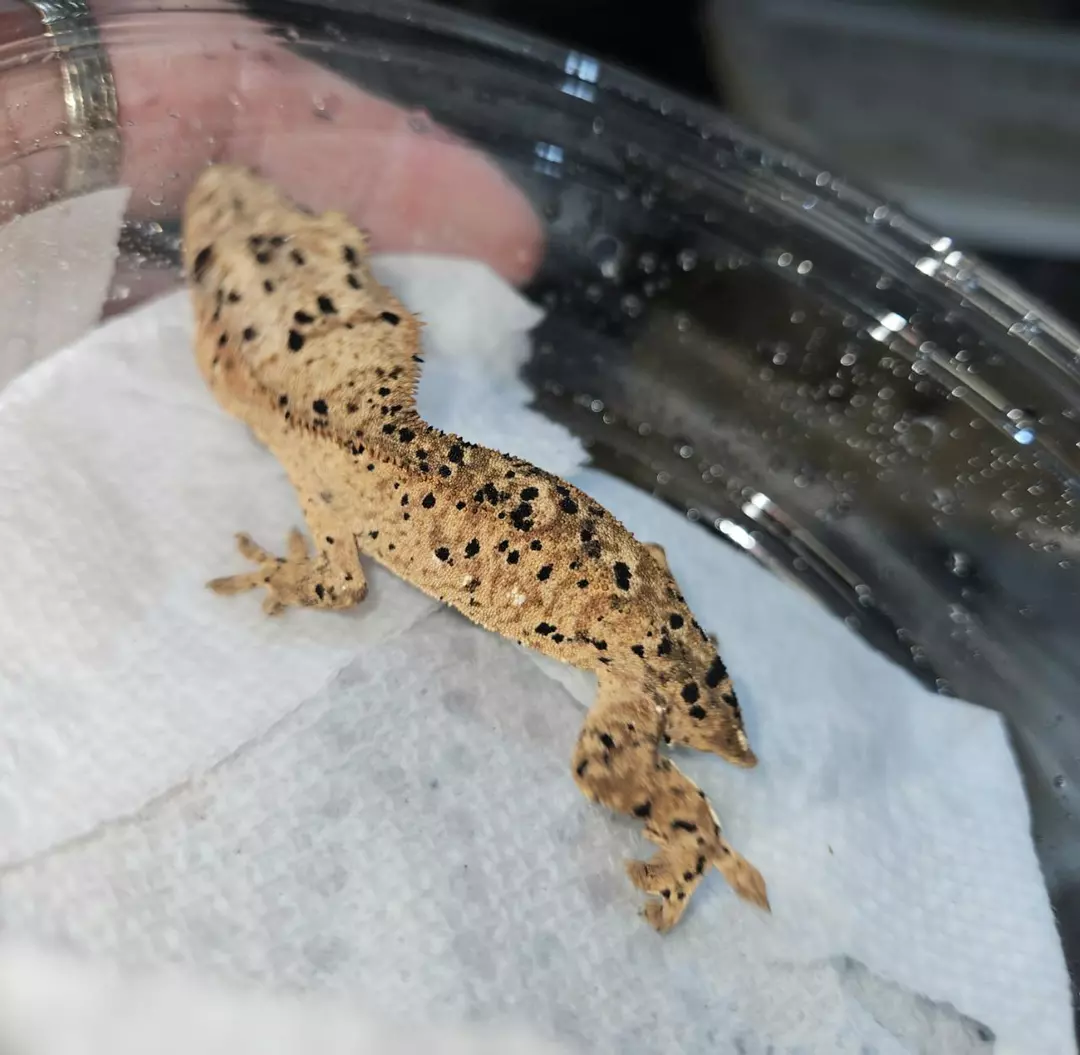 a10. Super dalmation,ink spots,ports. Tara Leighs Lines.PPV thumbnail