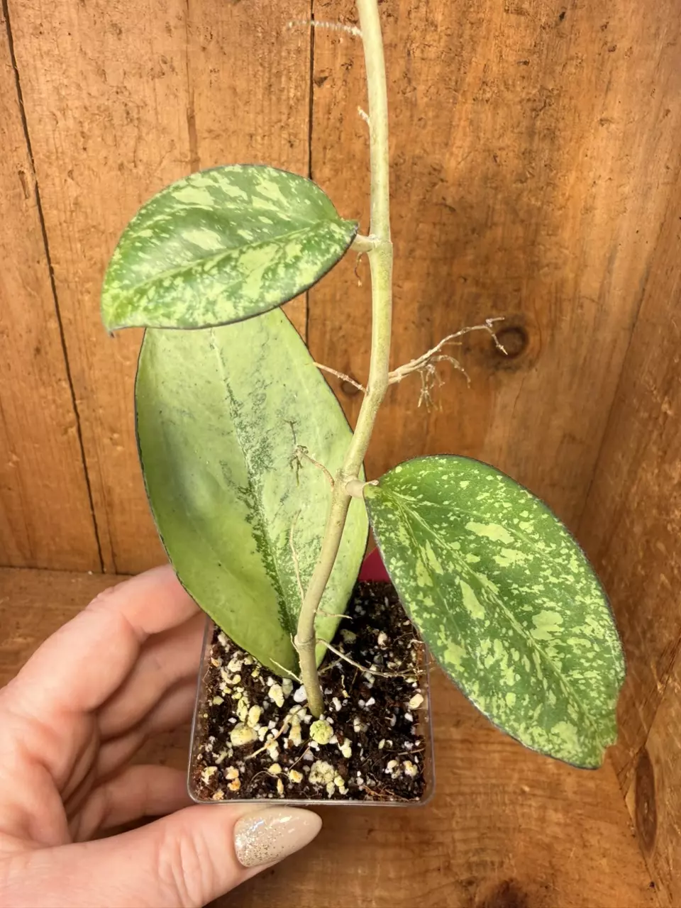 438 Hoya patcharawalai 023 thumbnail